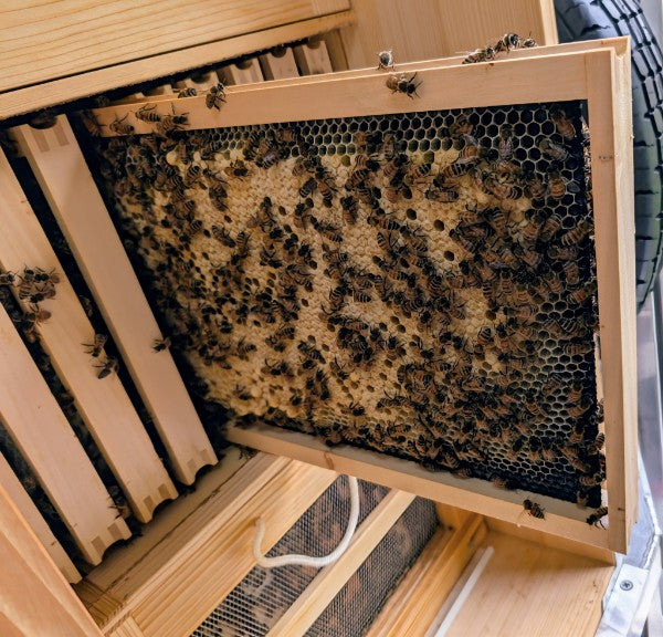 5‑Frame Nucleus Colonies (NUCs)